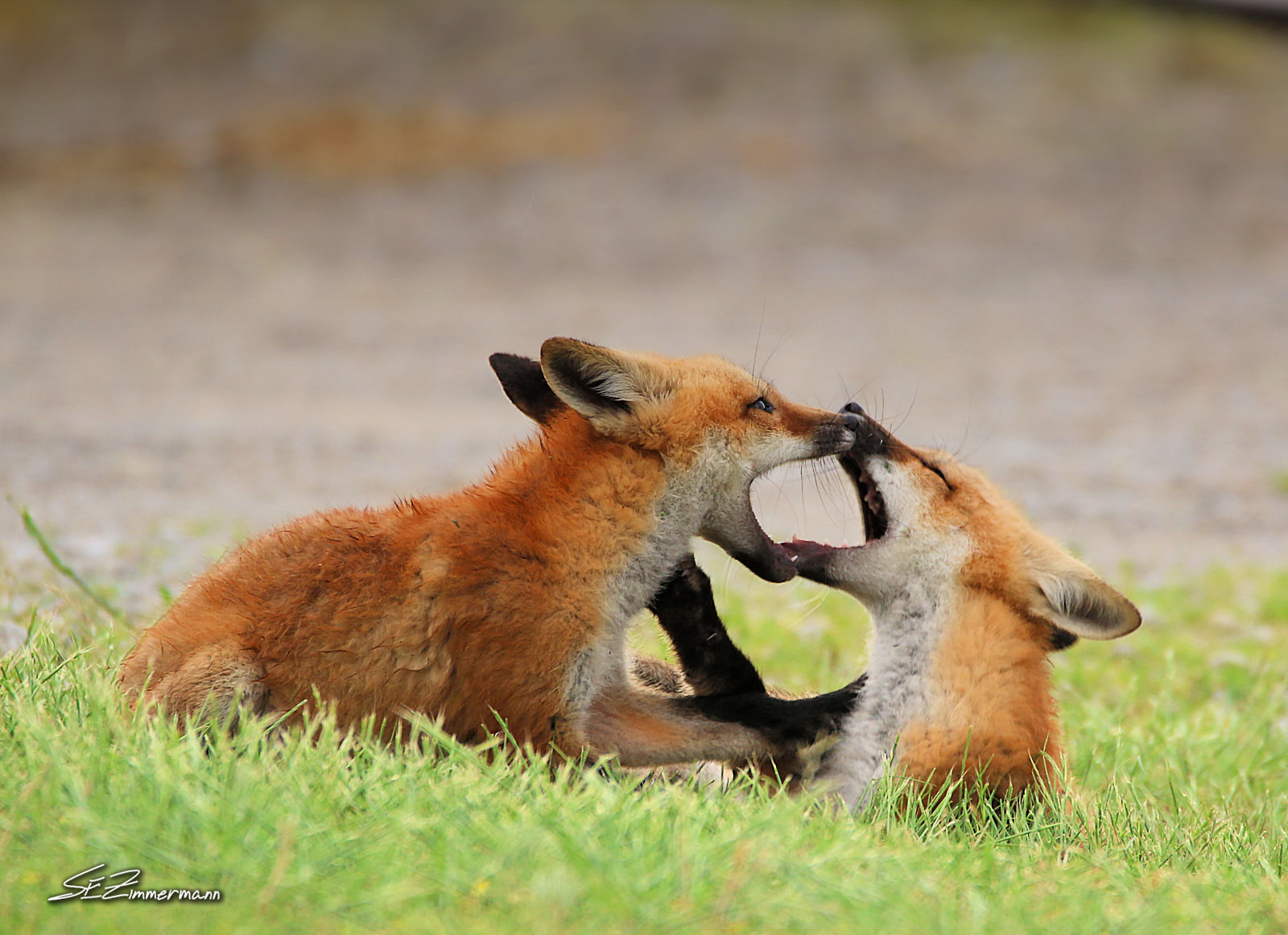Red Fox Kits at Play | Shutterbug